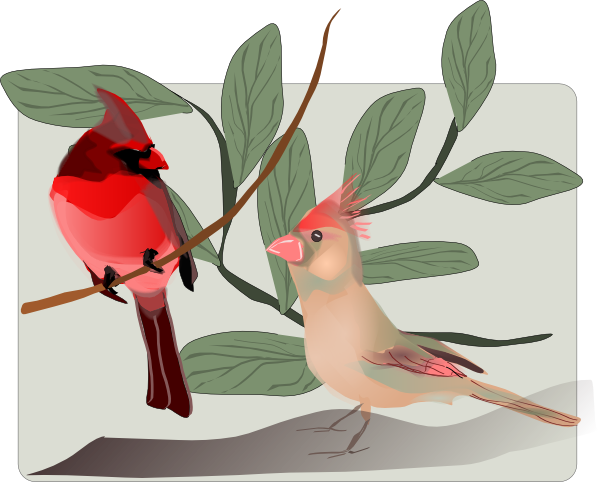Cardinal Clipart Branch Clipart - Custom Cardinals Throw Blanket (600x482), Png Download