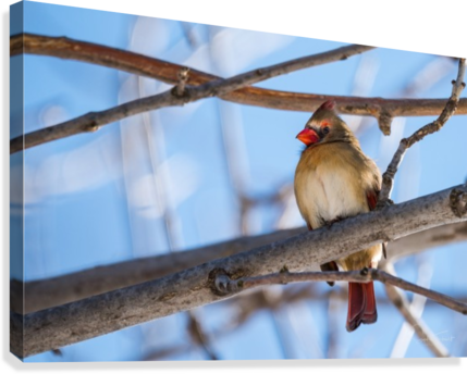 Madame Cardinal Canvas Print - Flickr (429x344), Png Download