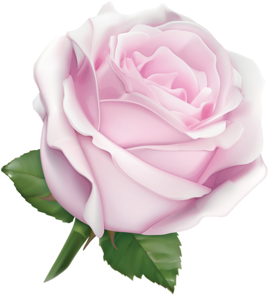 Large Soft Pink Rose Png Image Pinterest - White Rose Clipart Png (556x600), Png Download
