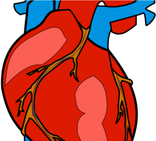 Real Human Heart Free Download Clip Art - Heart Body Part Clipart (640x480), Png Download