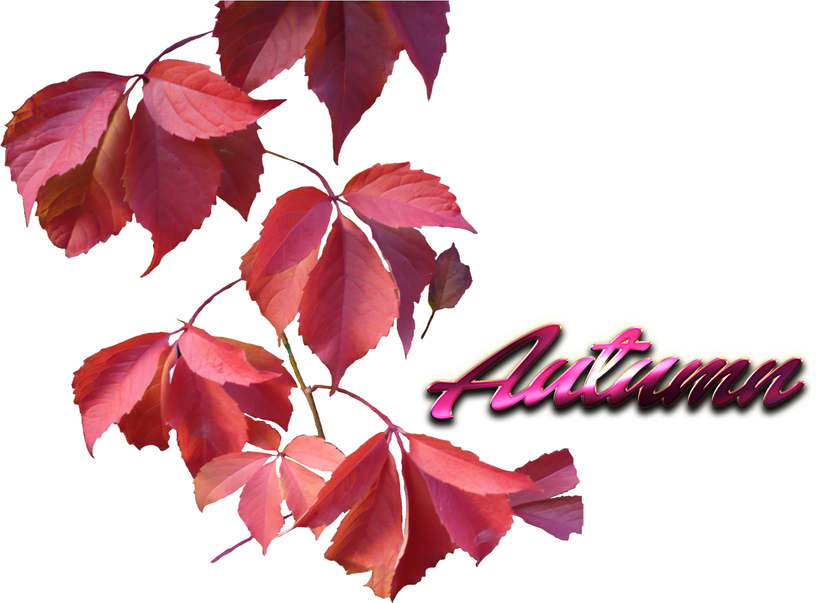 Look Mi Elegant Autumn Leaves Personality Aluminium (1920x1200), Png Download