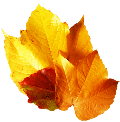 Leaf (396x401), Png Download