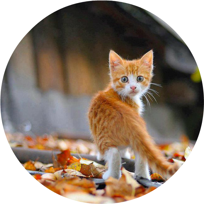 Sweet Orange Kitten Outside In Autumn Leaves - Kitten Autumn (700x700), Png Download