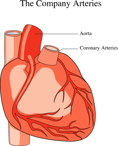 Medical Illustration Of A Human Heart - Medical Heart Clip Art (400x494), Png Download