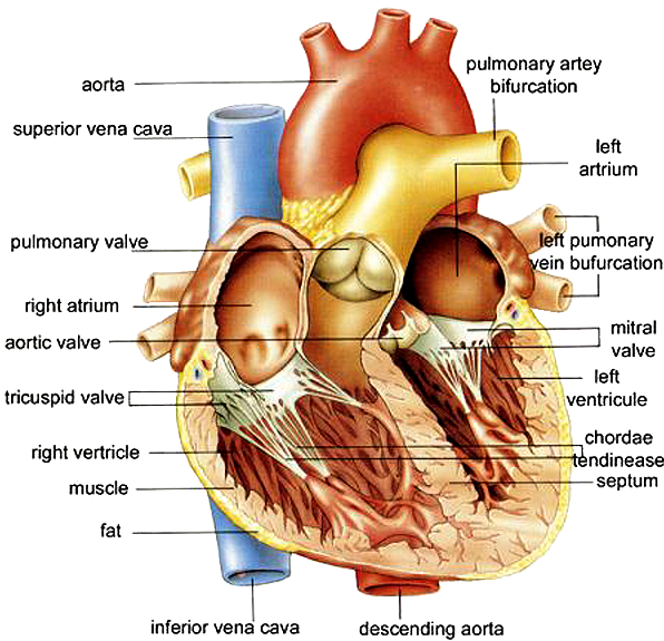 Http - //www - Anatomybox - Com/wp Heart Diagram - Human Heart Full Diagram (607x588), Png Download