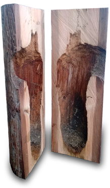 Woodpecker Damage On A Timber Utility Pole - Woodpecker On Power Line Pole (370x370), Png Download