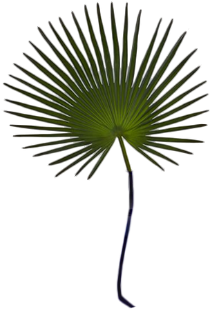 Leaf Palm Faux (318x456), Png Download