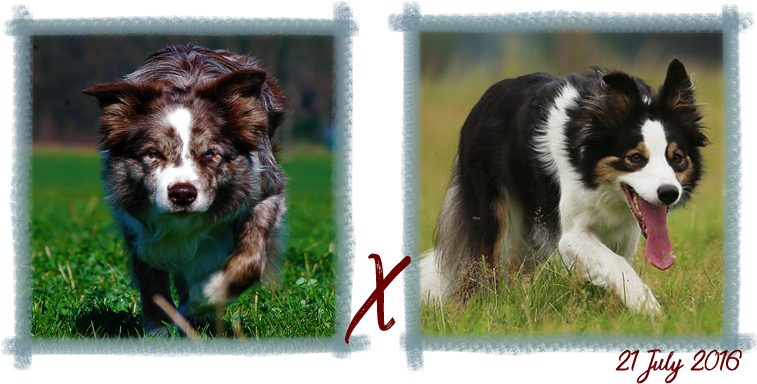 Contact - Border Collie (800x397), Png Download
