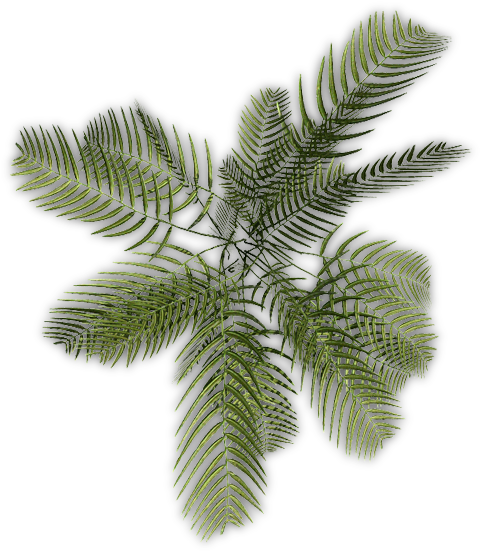 24 Mar 2009 - Roystonea (493x563), Png Download