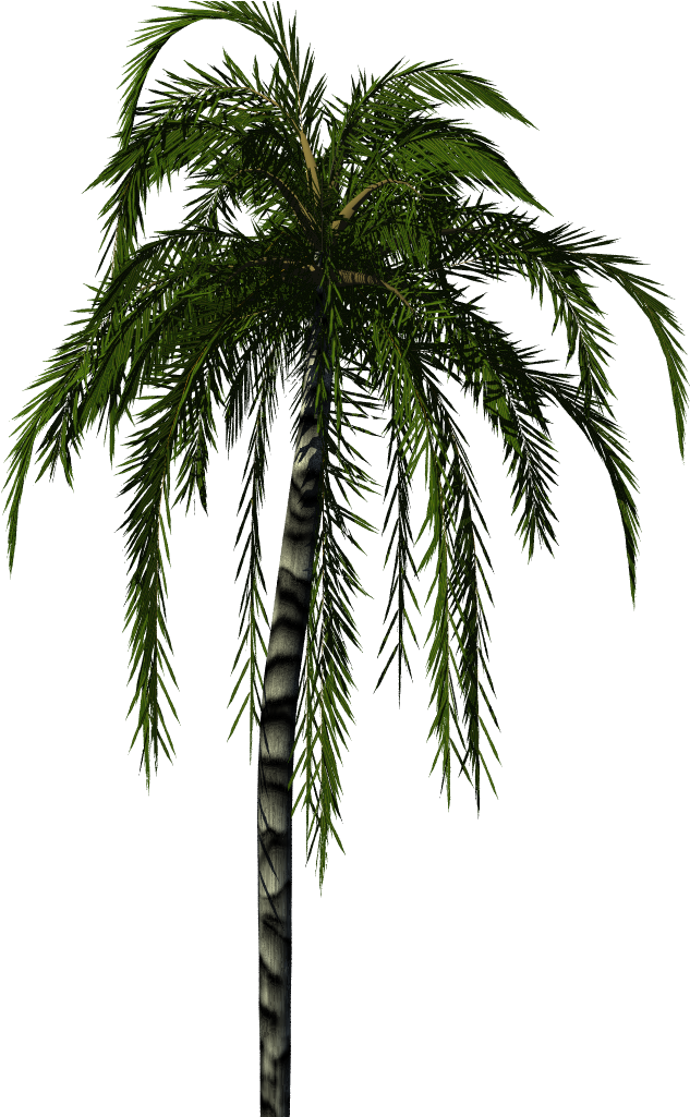 Jubaea Palm - Palm Tree Render (1024x1024), Png Download