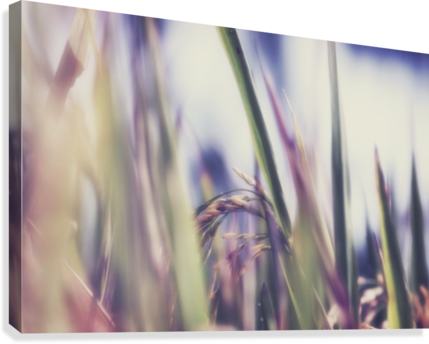 Time To Harvest Canvas Print - Close-up (429x344), Png Download
