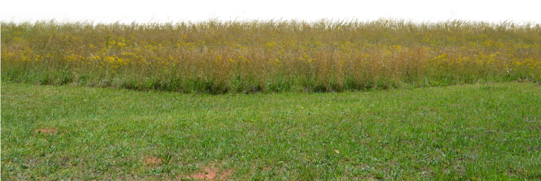 Go To Image - Grass Field Png (1098x727), Png Download