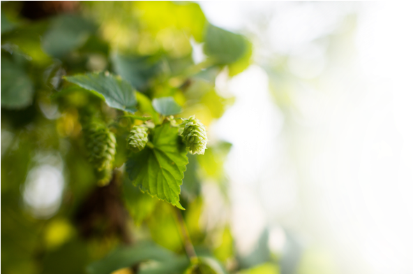 Palm Hop Select Hopfeest Slide - Sunlight (608x391), Png Download