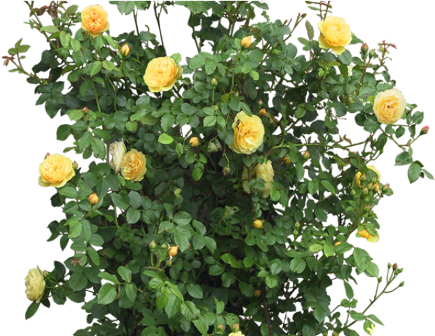 Rose Bush Clipart Entourage - Plantas Para Photoshop Sin Fondo (640x480), Png Download