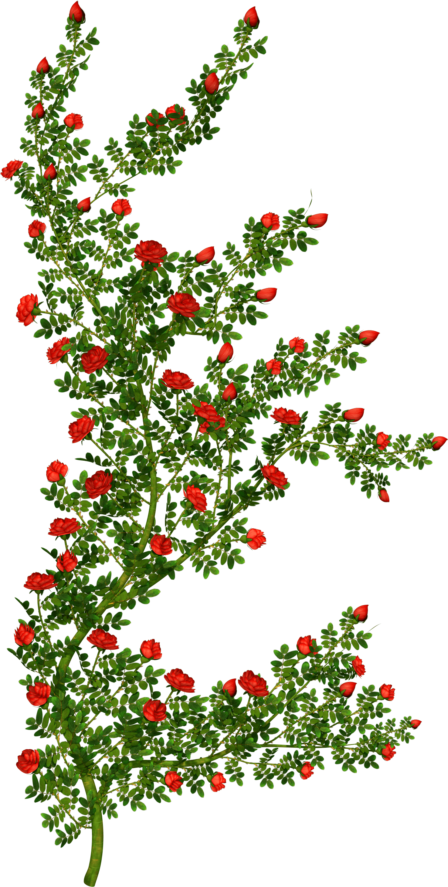 Rosebush Clipart Picture - Rose Bush Clipart Transparent (1852x3040), Png Download