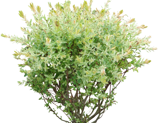 Rose Bush Clipart Shrubbery - Bush Png (640x480), Png Download