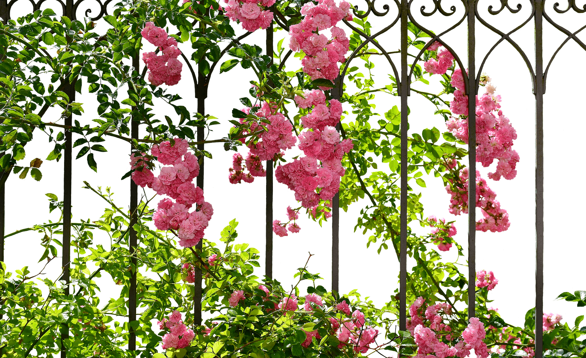 Romantic Rose Blooms - Background Transparent Roses Climbing (1920x1172), Png Download