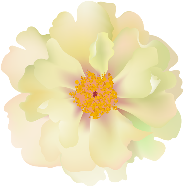 0, - Evergreen Rose (591x600), Png Download