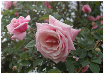 Garden Roses (400x400), Png Download