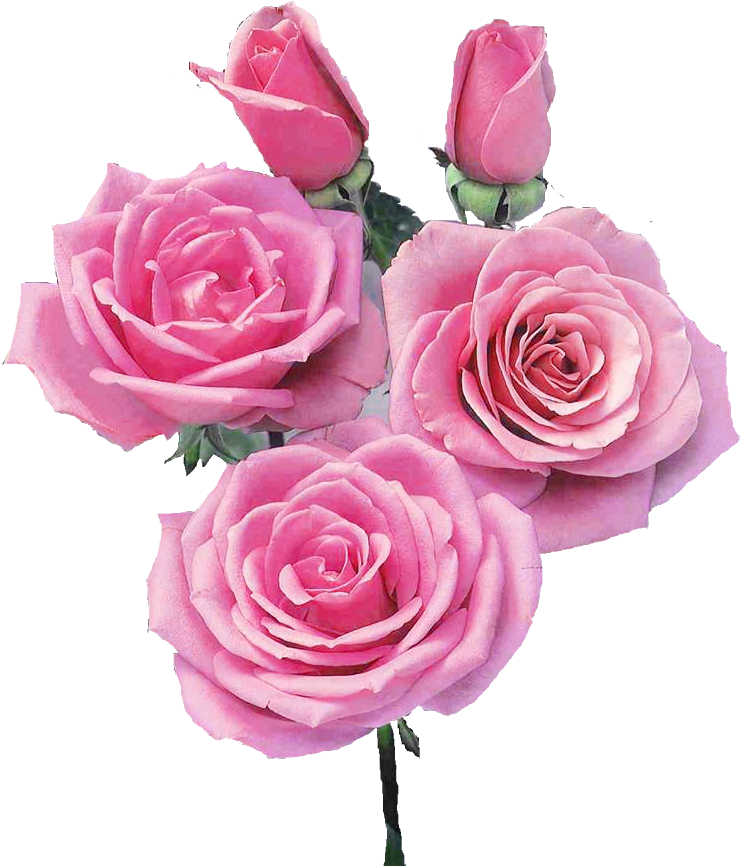 Now I'm Going To Plant Them In Our Garden - Rose (828x892), Png Download