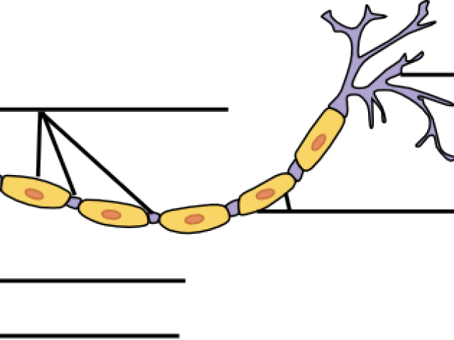 Neuron Clipart Blank - Nervous Tissue Transparent (640x480), Png Download
