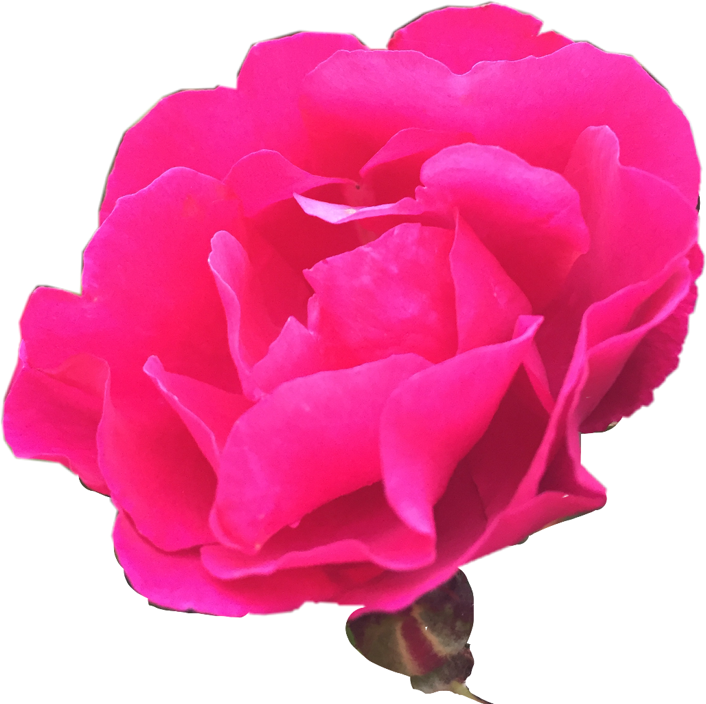 Nature Rosebush Photography Freetoedit - Photography (1028x1024), Png Download