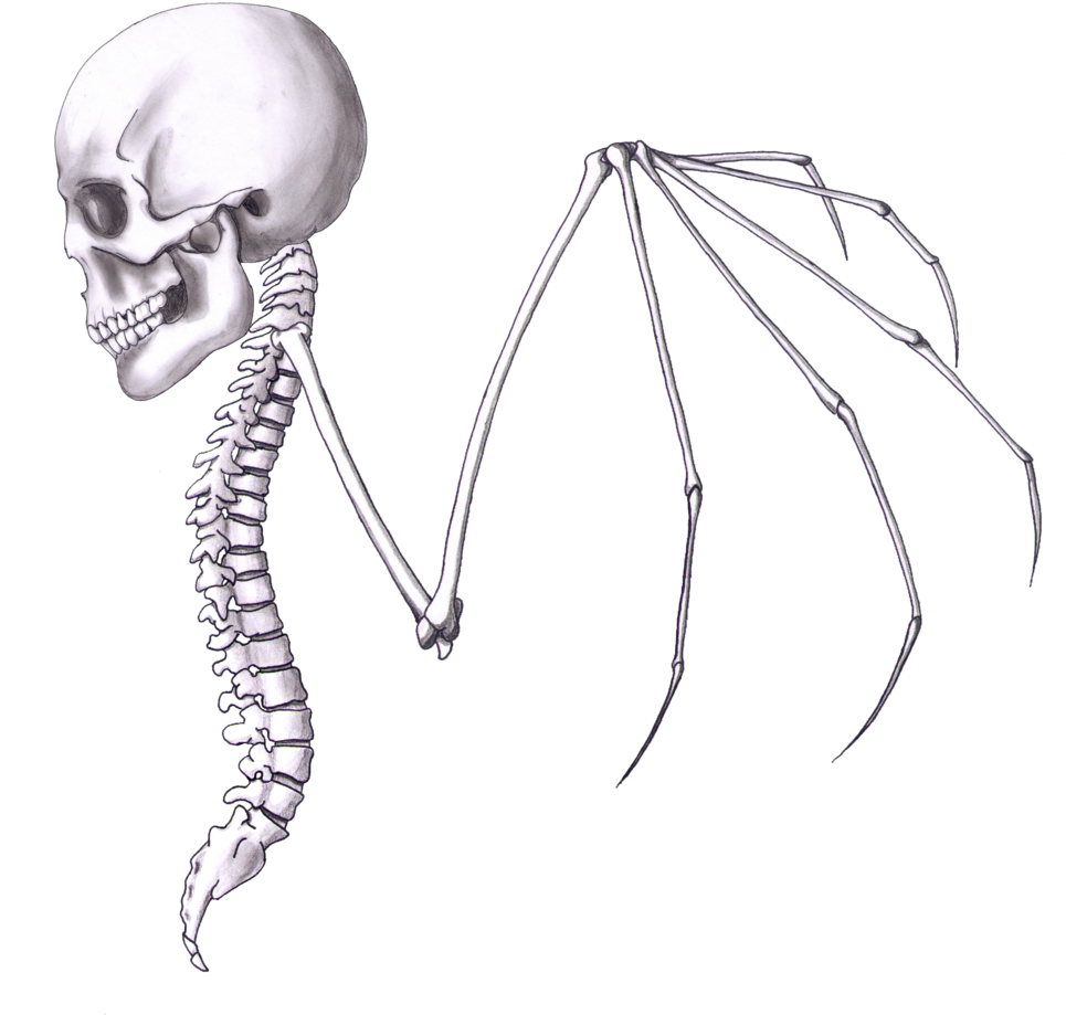 Skullwing 2 Print - Sketch (480x453), Png Download