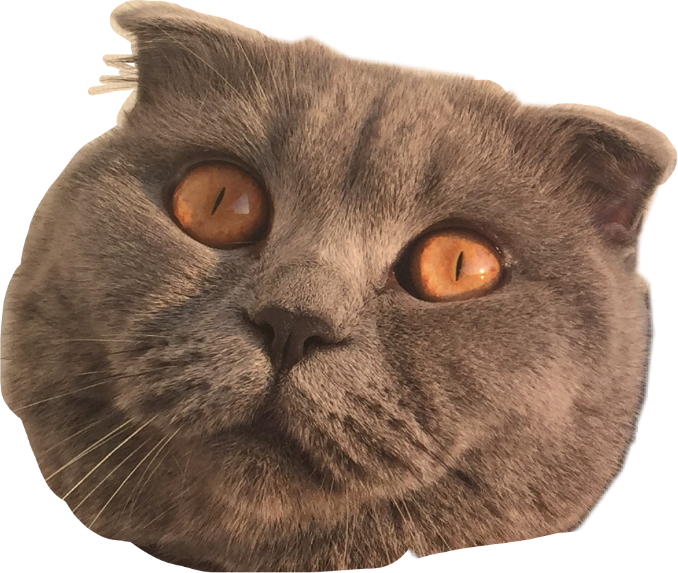 Cat Mad Insane Cateyes Cats Freetoedit - Cat (988x836), Png Download