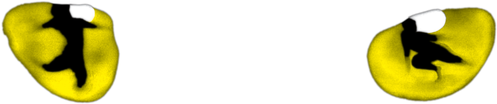 "cats" Will Return To Broadway - Cats Musical 👀 (1024x236), Png Download