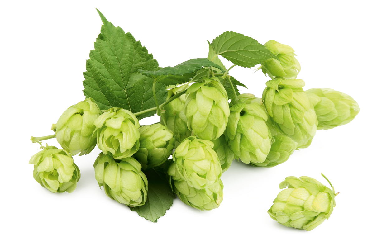 In Foods And Beverages, The Extracts And Oil Are Used - Die Neue Kräuterapotheke Gottes: 40 Weitere Heilpflanzen (1214x798), Png Download