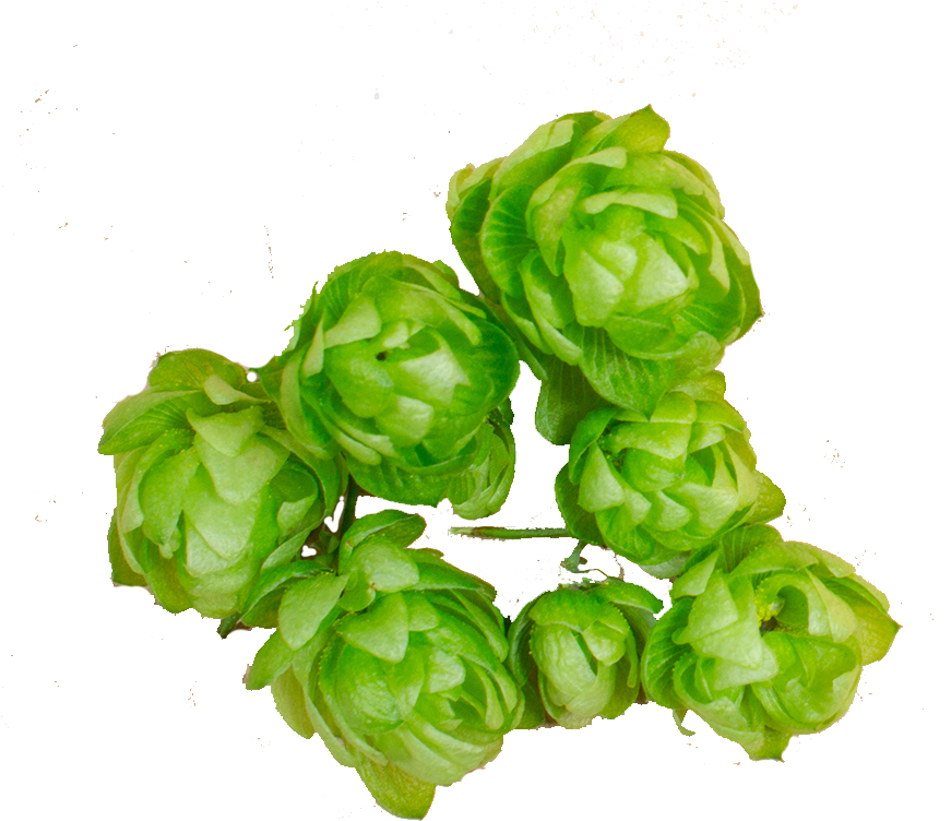Hops - Vegetable (877x761), Png Download