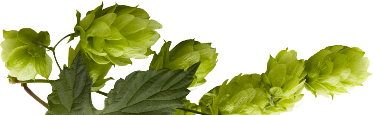 Hops (735x227), Png Download