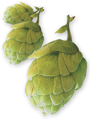 East Kent Golding Uk Pellet Hops - Hop Cone Png (310x410), Png Download
