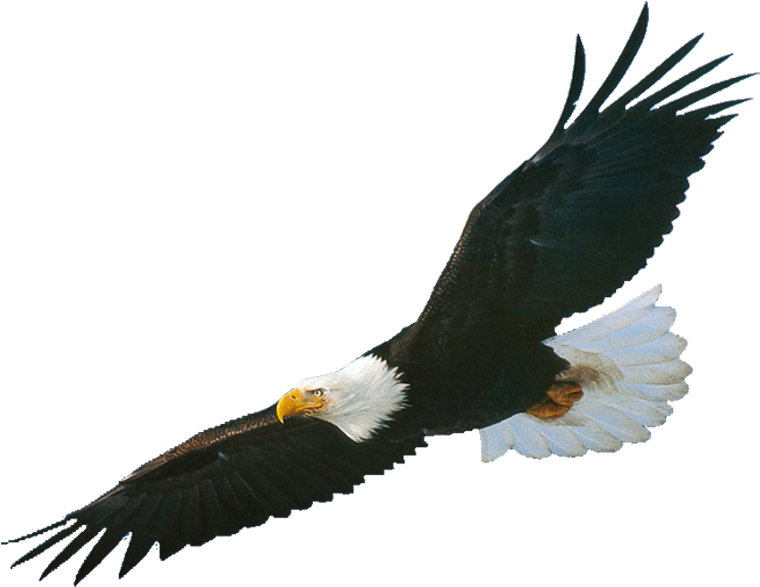 American Eagle Head Png - Aigle Libre De Droit (825x648), Png Download
