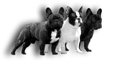 Png Males New 2 Kicsi3 - French Bulldog (400x312), Png Download