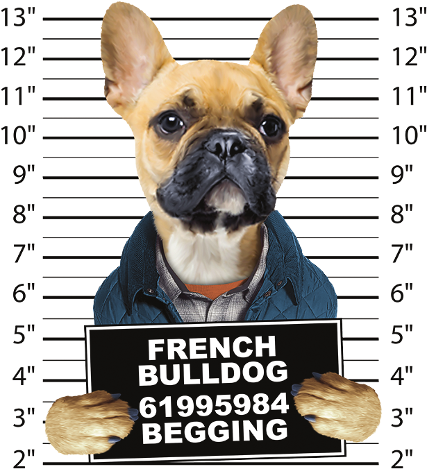Cat Mug Shot (675x675), Png Download