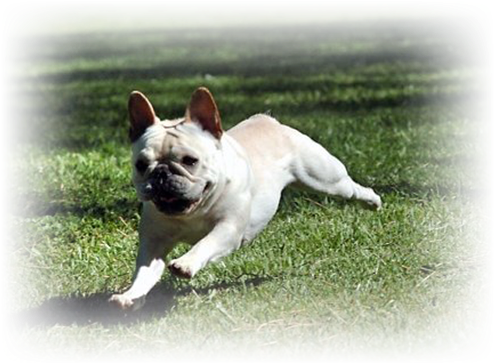 French Bulldog Breed - French Bulldog Run (506x364), Png Download