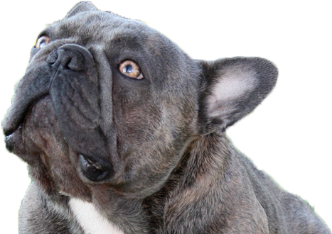 Welcome To Brads Bullies, Home To Some Of The Most - French Bulldog (960x350), Png Download