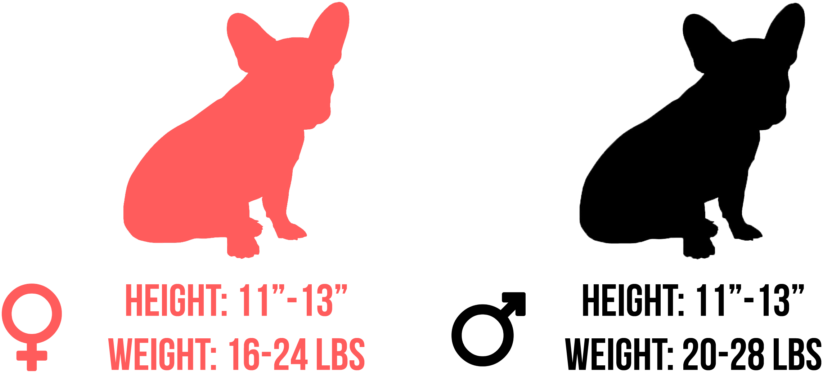 Generally, A French Bulldog - Sabrent Ec-ukms Usb 3.0 Msata Ii Enclosure Adapter (1024x444), Png Download