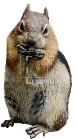 Parent Category - Eating (450x450), Png Download