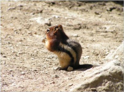 Chipmunk - Eurasian Red Squirrel (420x317), Png Download