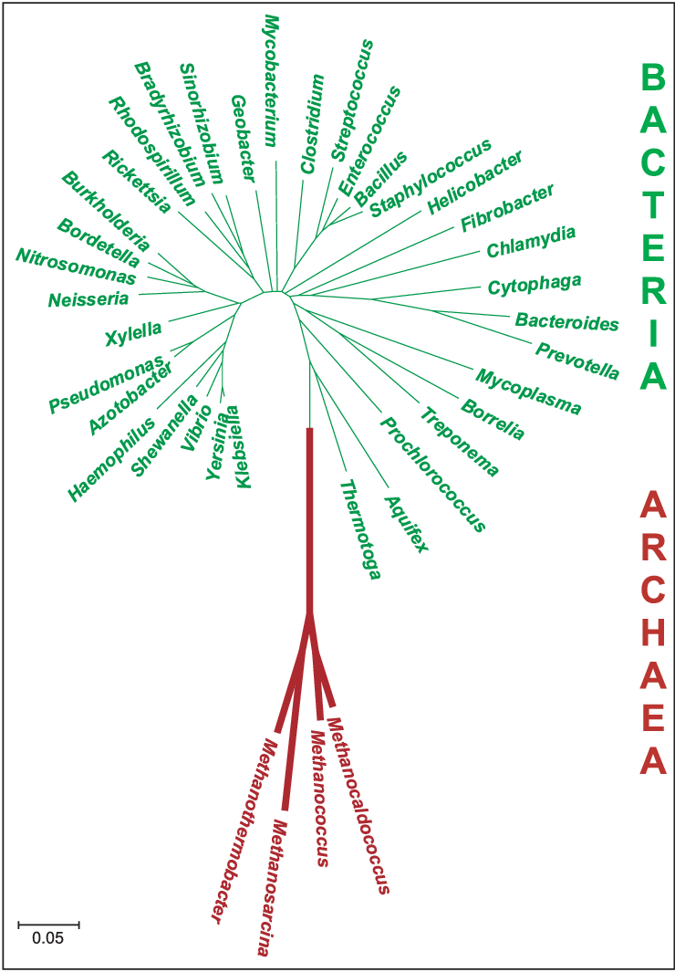 Carl Woese View At The Procariotic Tree Of Life - Carl Woese (740x1065), Png Download