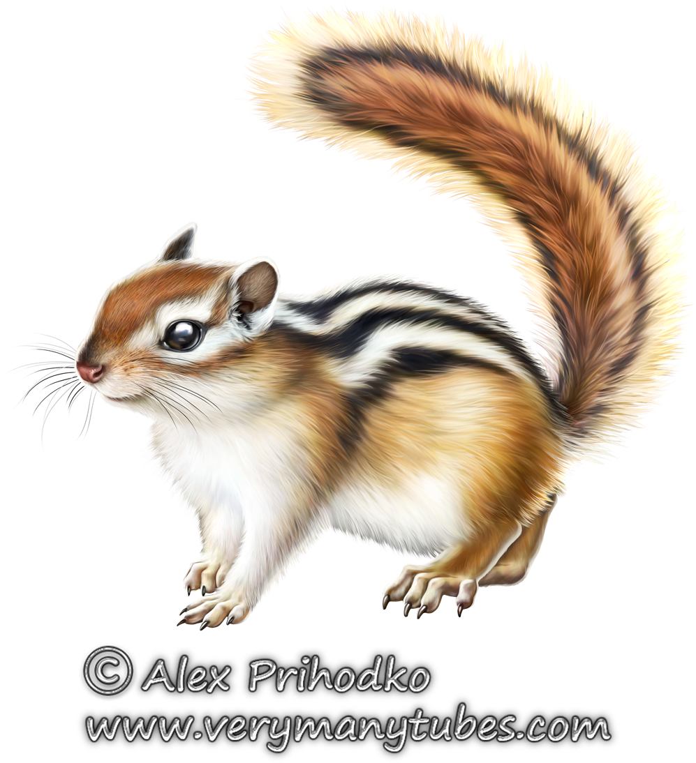 Chipmunks, Tier Wallpaper, Clip Art, Animaux, Animais, - Eastern Chipmunk (1132x1128), Png Download