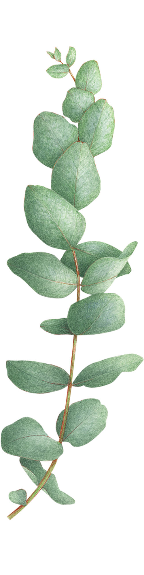 Eucalyptus Cinerea - Eucalyptus Tattoo (2048x2048), Png Download