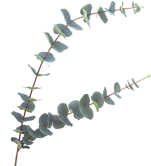 Luxury Green Eucalyptus Stem - Eucalyptus Fake (600x600), Png Download
