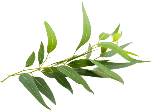 Eucalyptus Clipart Transparent - Natural Eucalyptus (600x600), Png Download