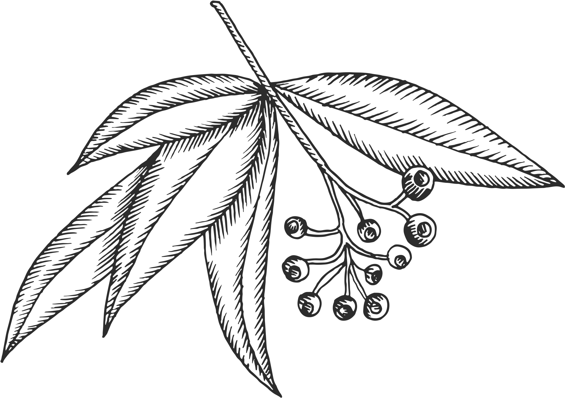 Clip Collection Of High Quality Free Cliparts - Eucalyptus Drawing Png (2000x2000), Png Download
