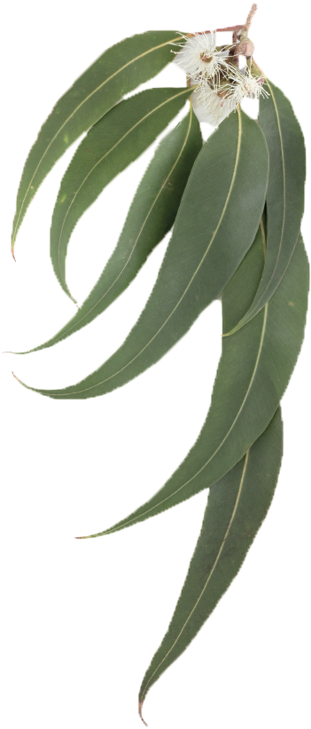 Eucalyptus Leaf - Eucalyptus Leaves Transparent Background (566x848), Png Download