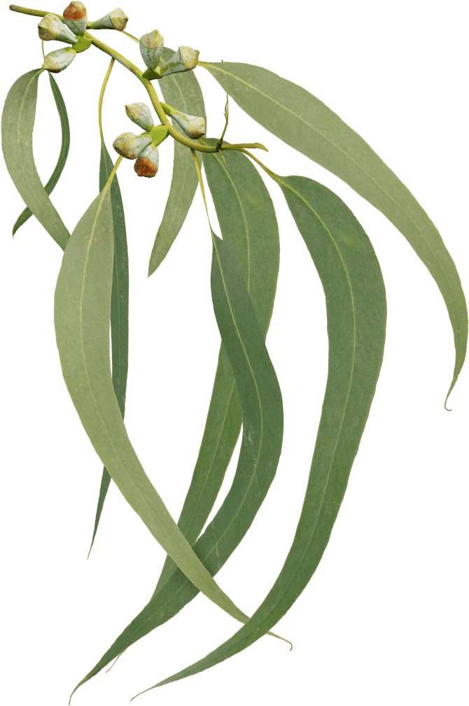 Eucalyptus - Tree (1024x1024), Png Download