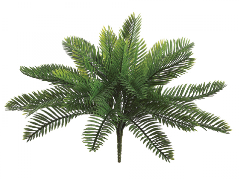 18 Inch Plastic Cycas Palm Bush With 30 Leaves Green - Silk Plants Direct Cycas Palm Plant - Green - Pack (800x800), Png Download